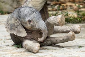 новороденто слонче